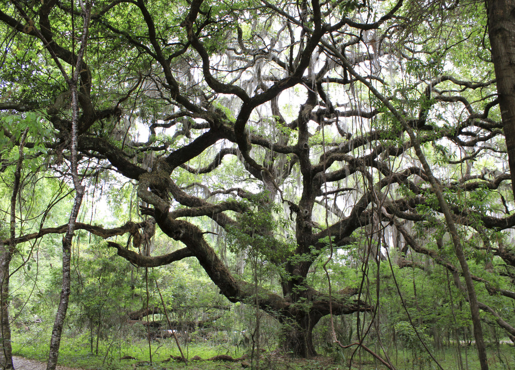 Quercus virginiana