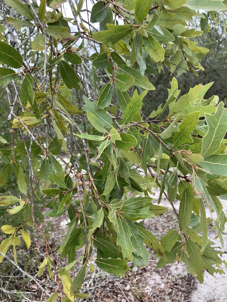 Quercus x ashei