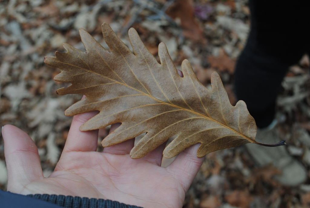 Quercus x beadlei