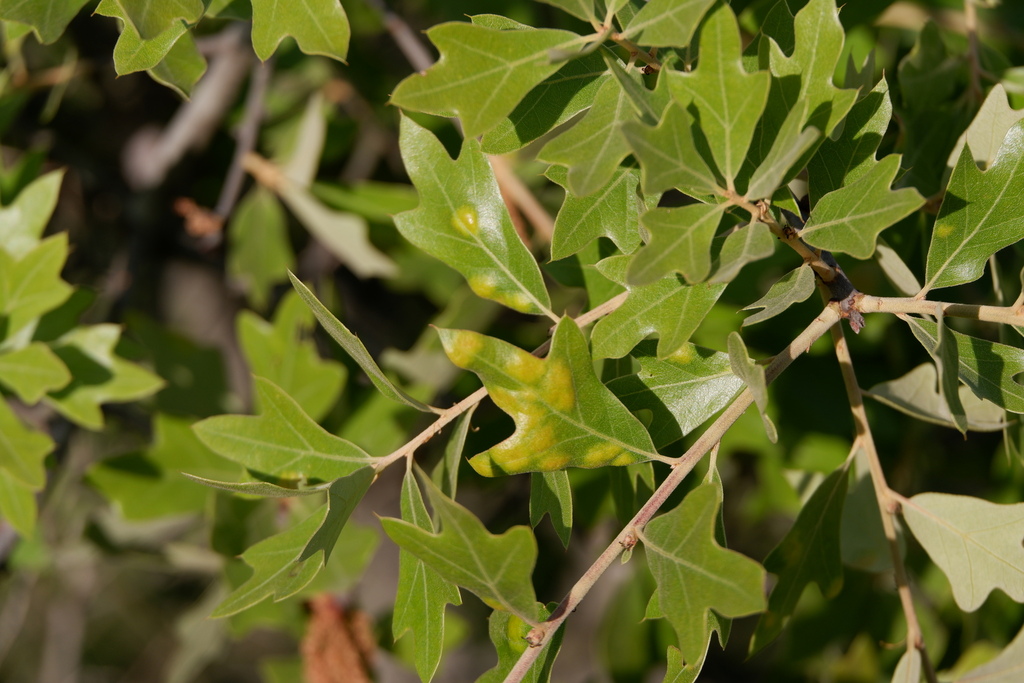 Quercus x caduca