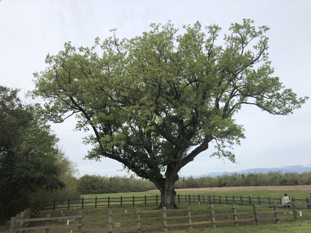 Quercus x comptoniae