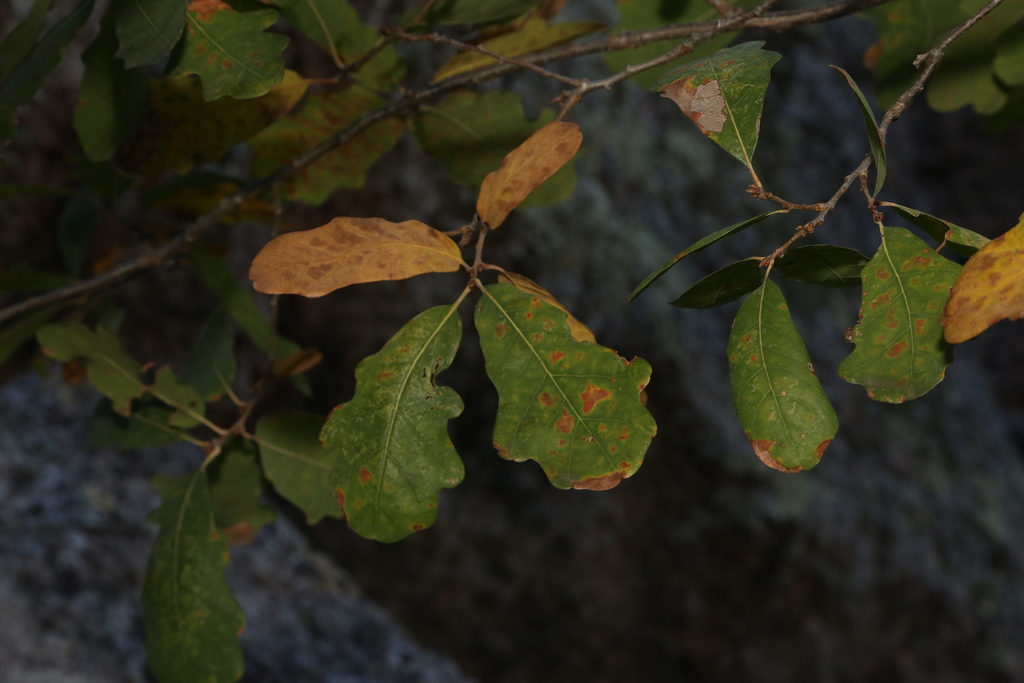 Quercus x harbisonii