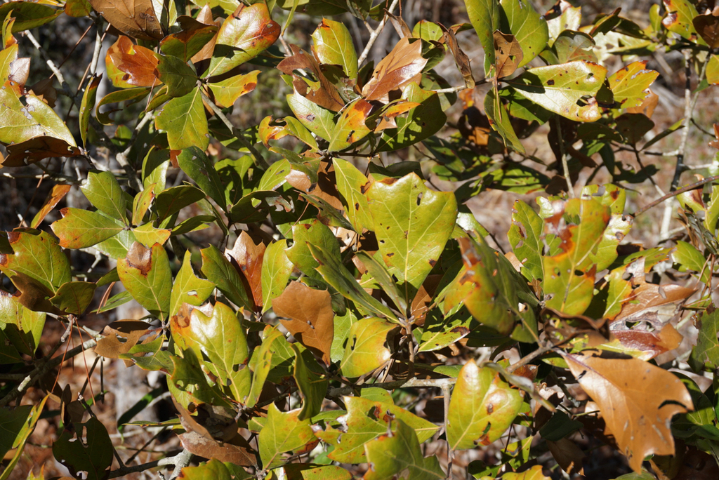 Quercus x mellichampii