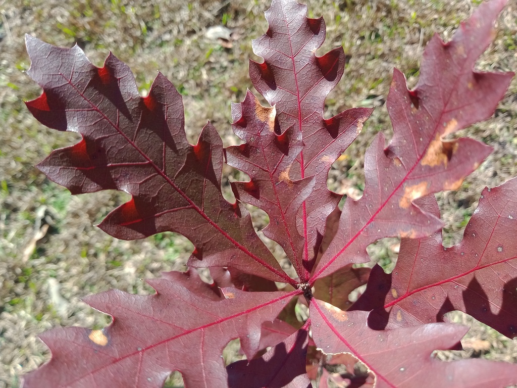 Quercus x neopalmeri