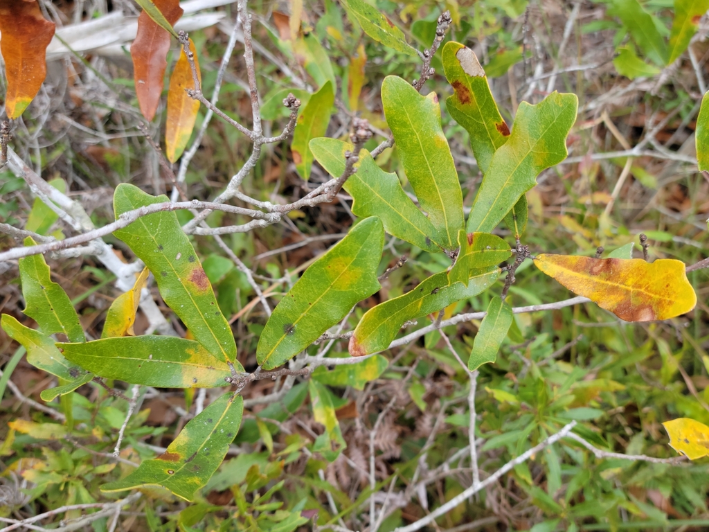 Quercus x rolfsii