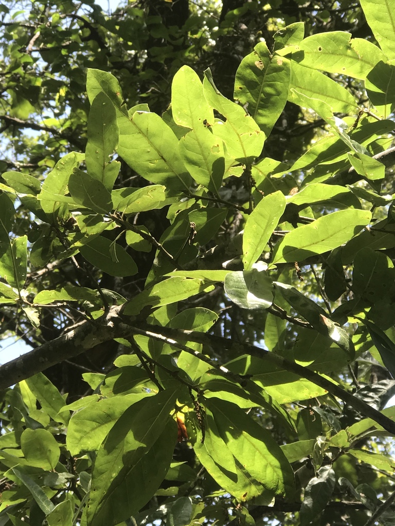 Quercus x rudkinii
