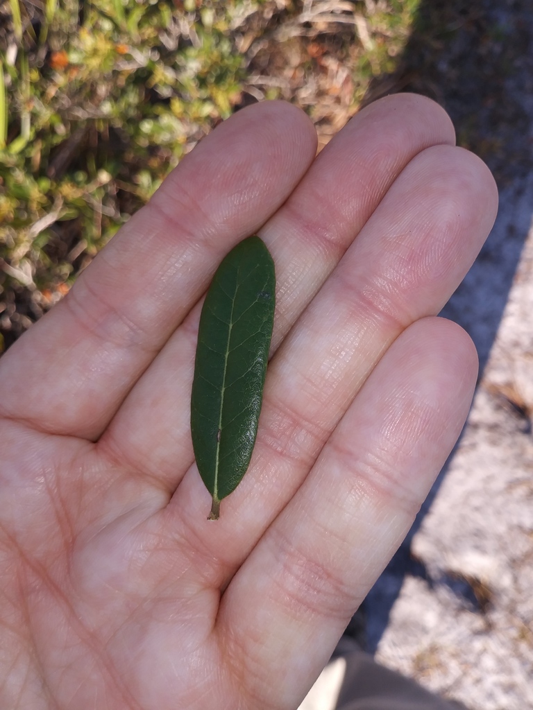 Quercus x succulenta