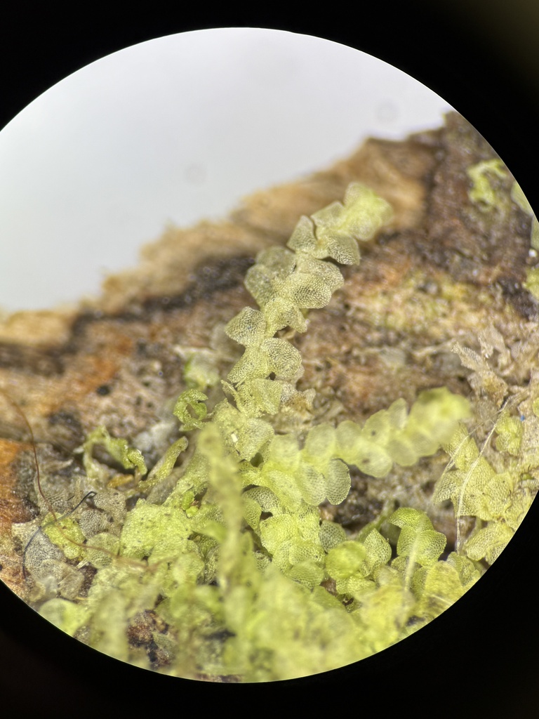 Radula australis