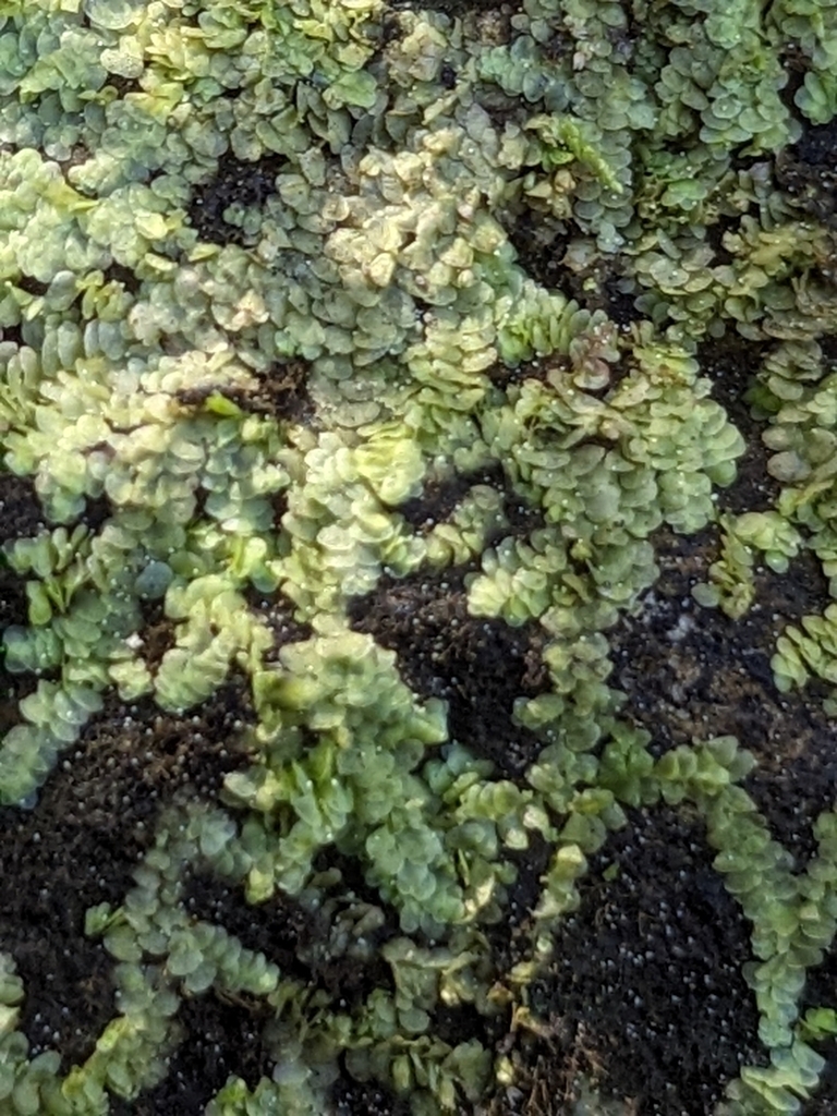 Radula compalanta