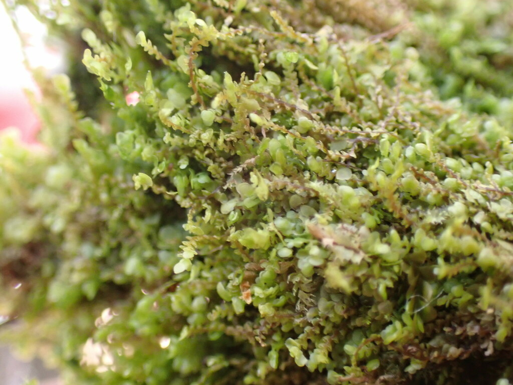 Radula javanica