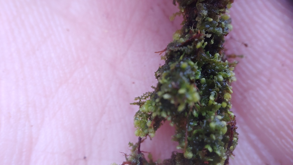 Radula obconica