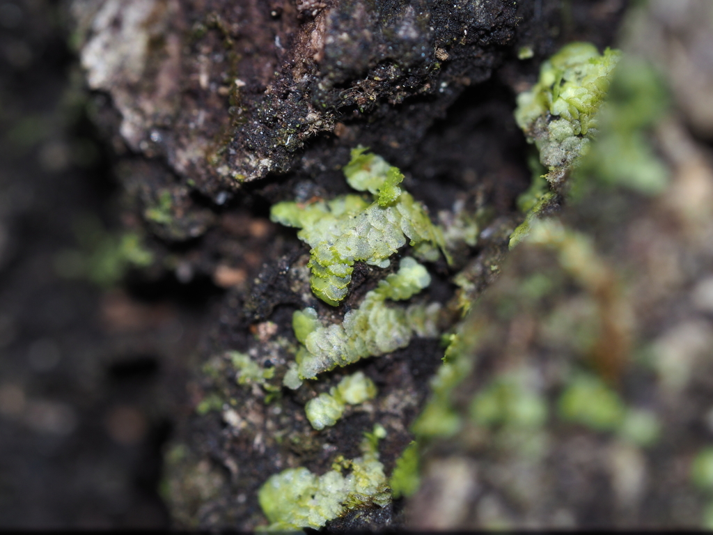 Radula quadrata