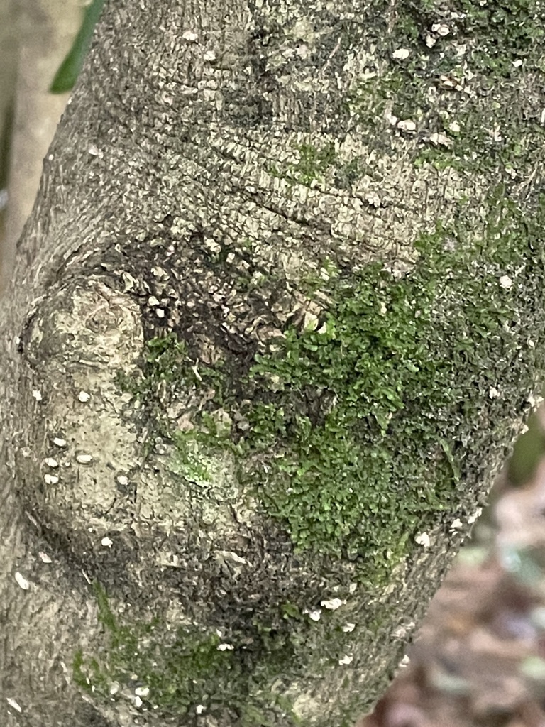 Radula sullivantii