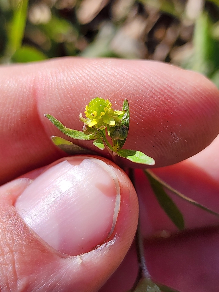 Ranunculus abortivus
