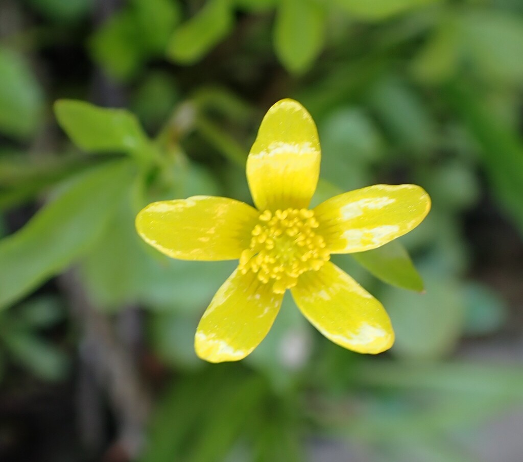 Ranunculus hispidus