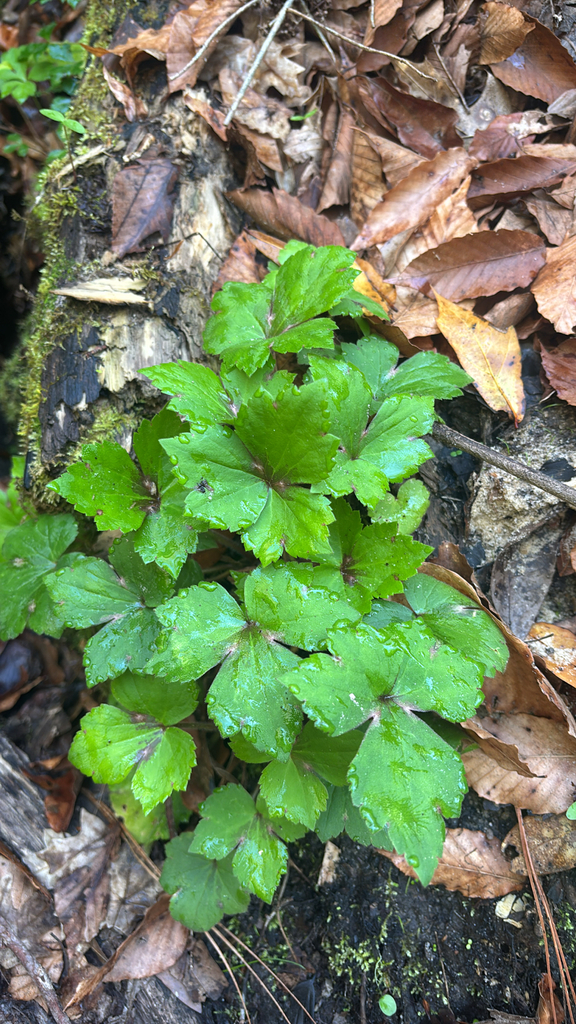 Ranunculus recurvatus