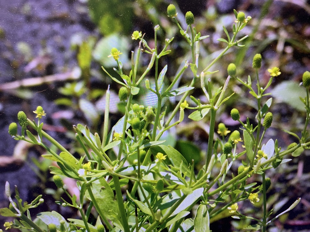 Ranunculus sceleratus
