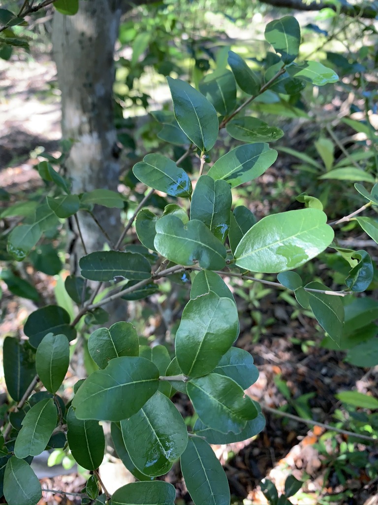 Reynosia septentrionalis