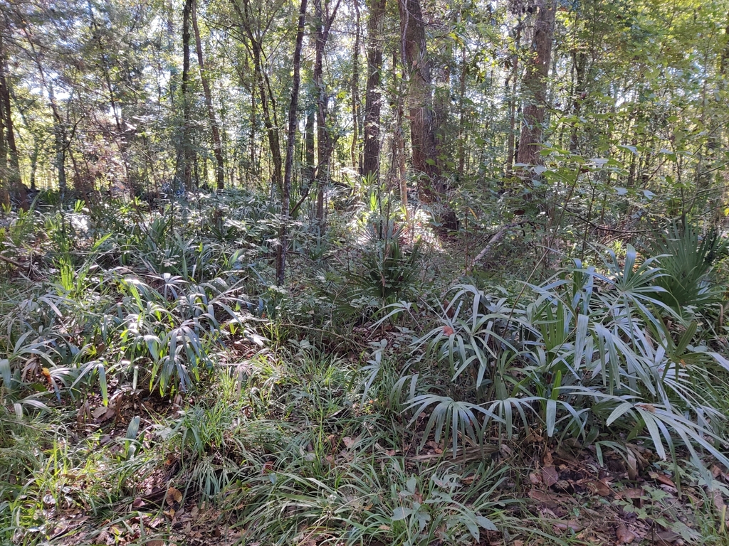 Rhapidophyllum hystrix