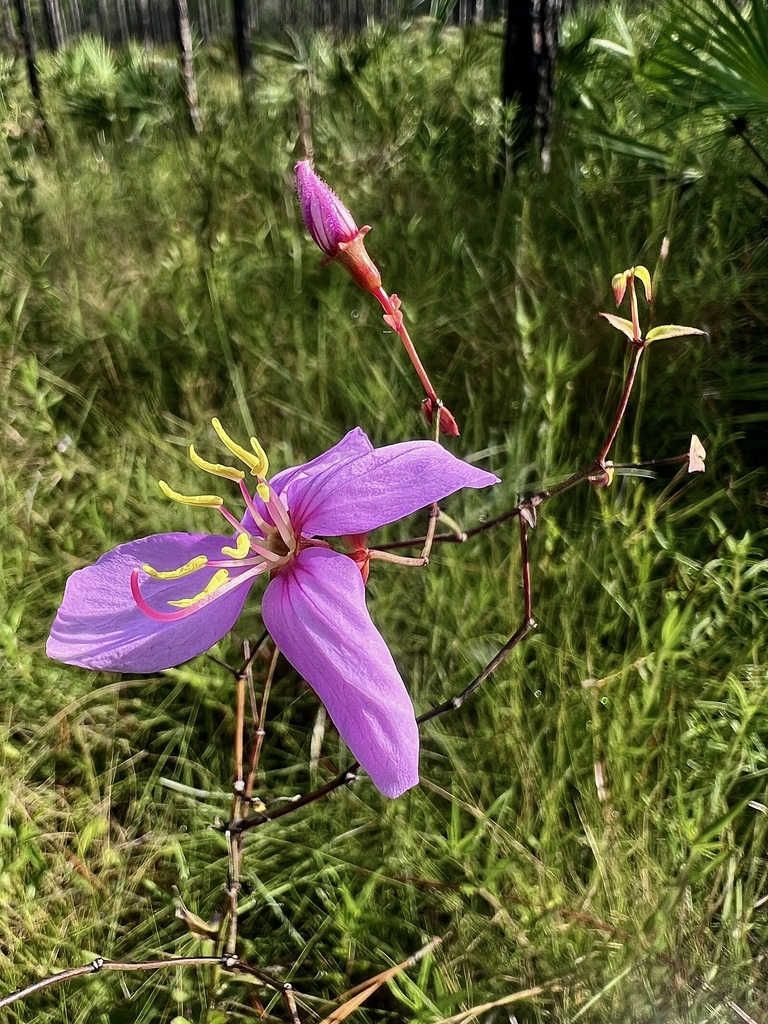 Rhexia alifanus