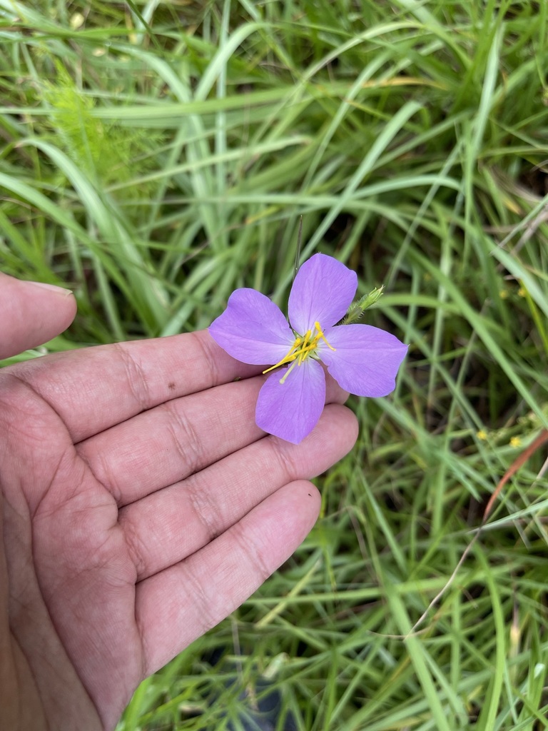 Rhexia cubensis