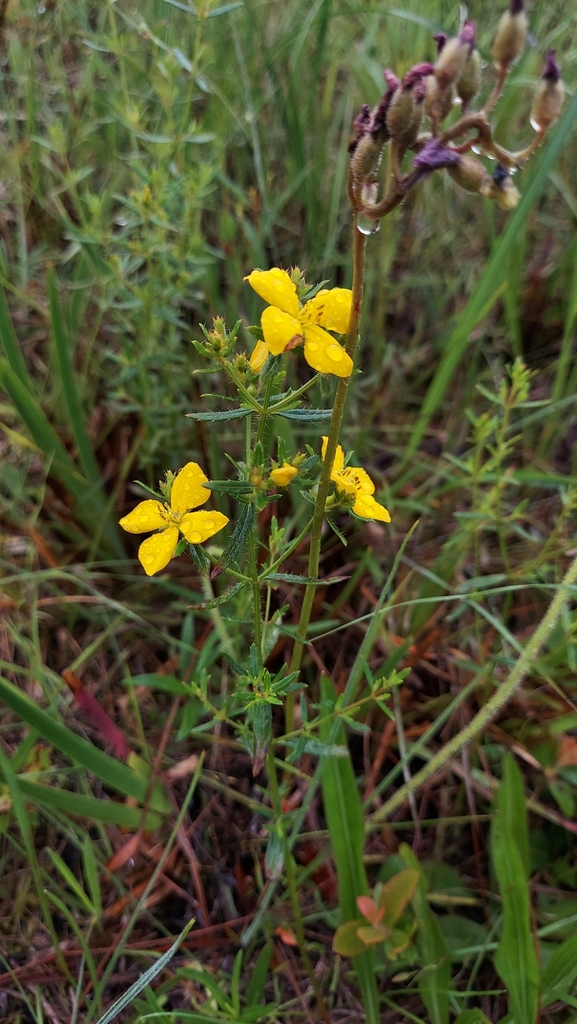 Rhexia lutea