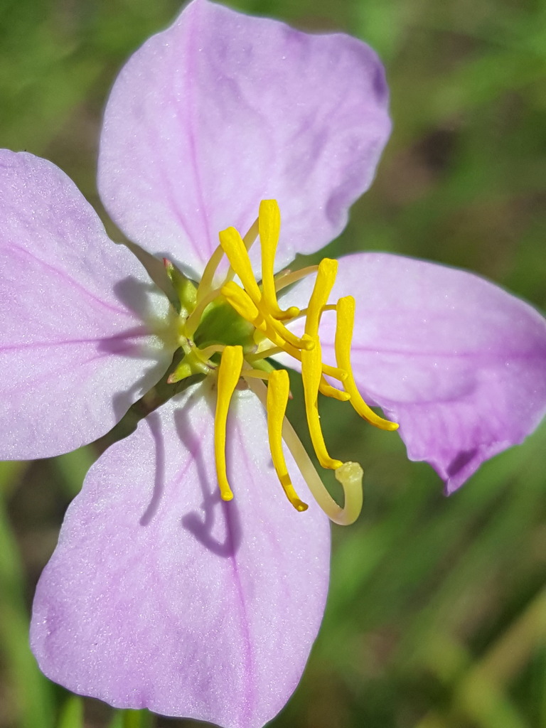 Rhexia mariana