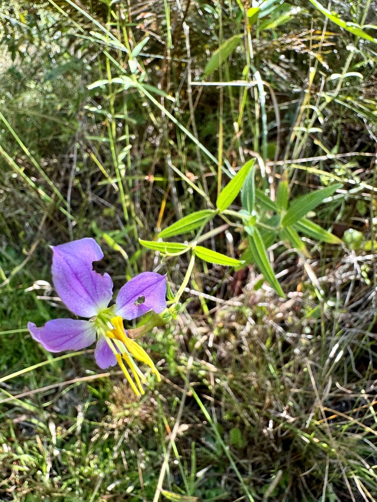 Rhexia nashii