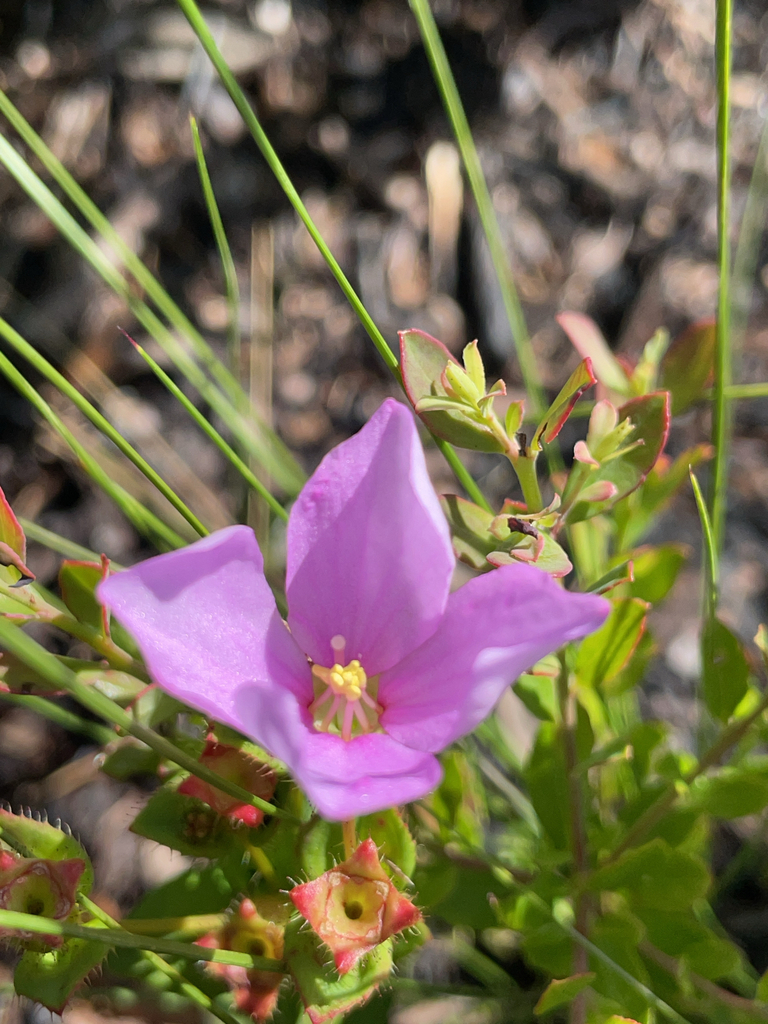 Rhexia nuttallii