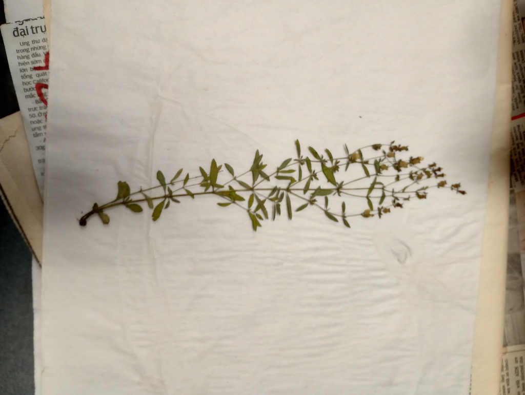 Rhexia parviflora