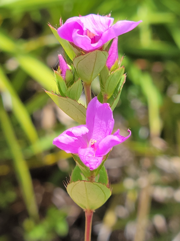 Rhexia petiolata