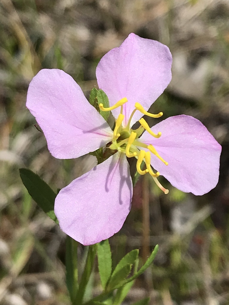 Rhexia salicifolia