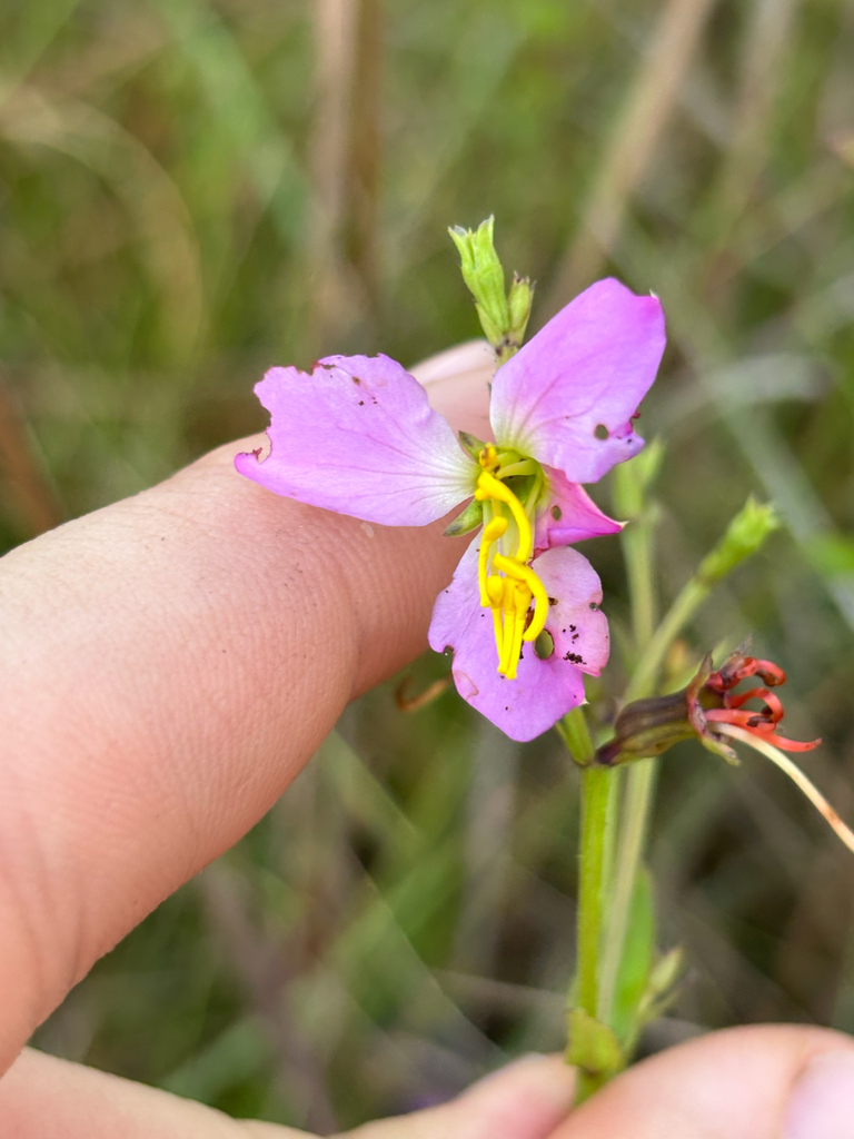 Rhexia virginica