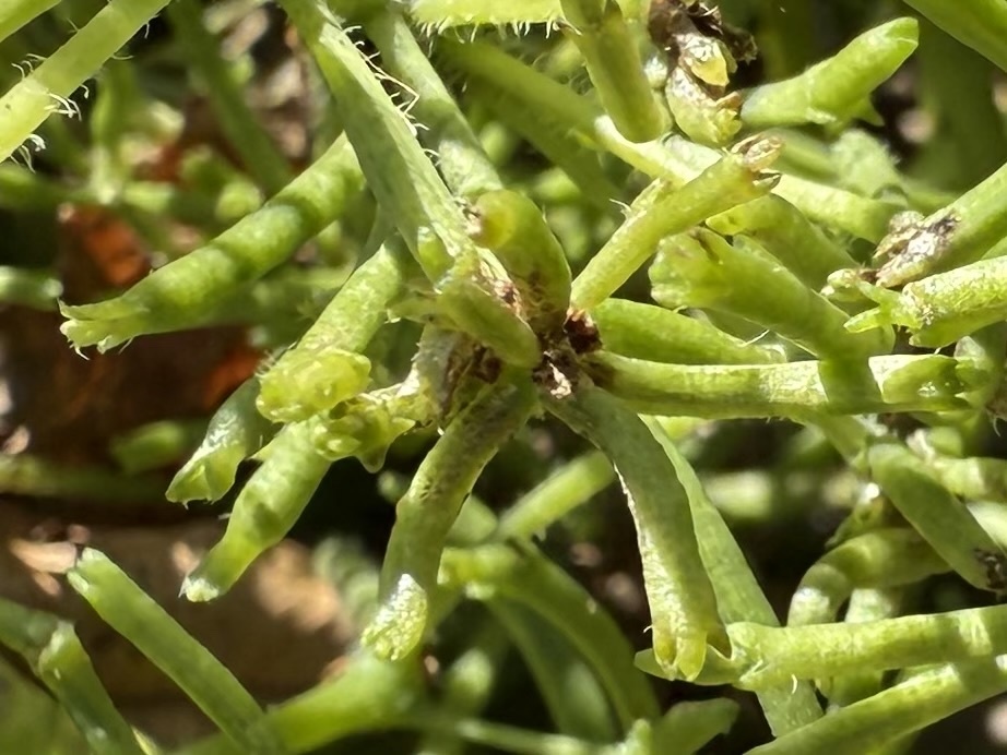 Rhipsalis baccifera