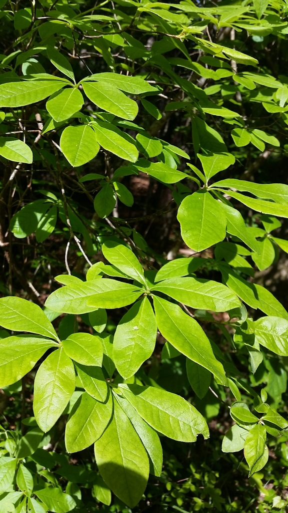 Rhododendron alabamense