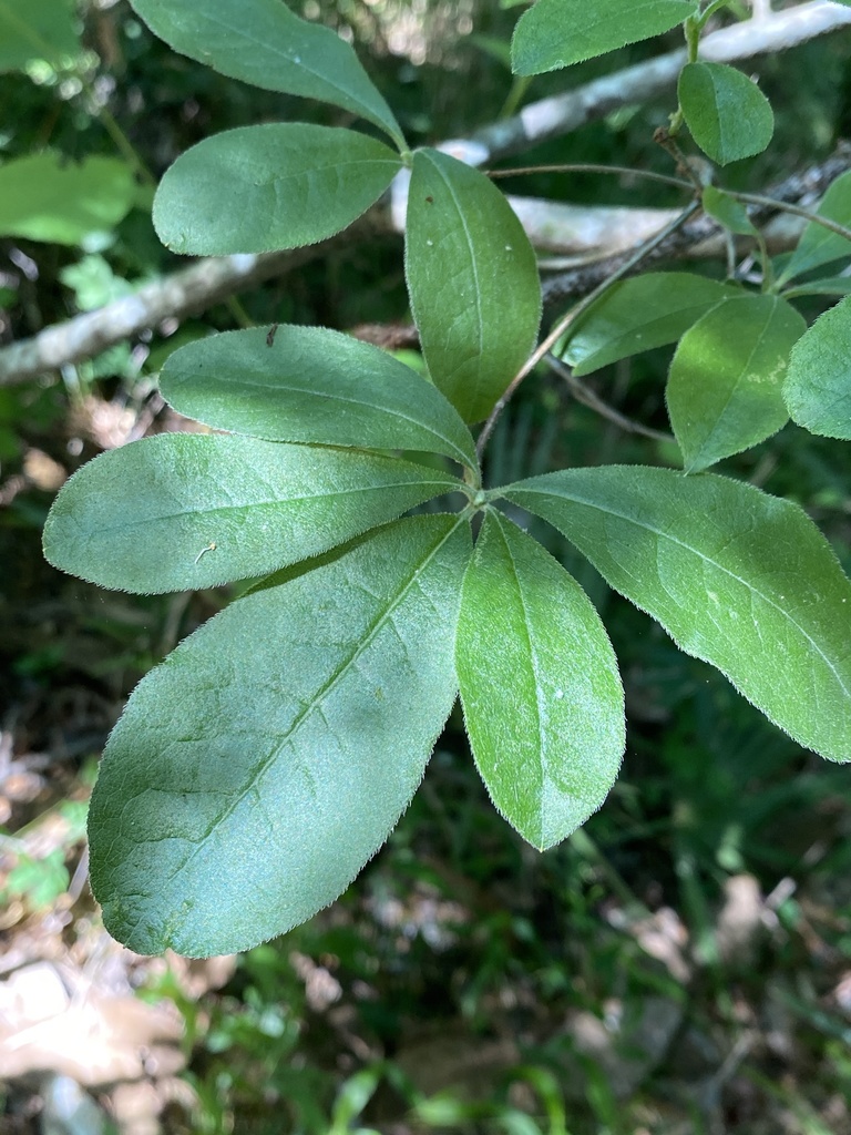 Rhododendron austrinum