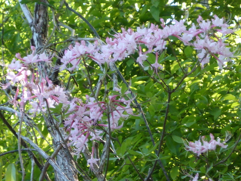 Rhododendron canescens