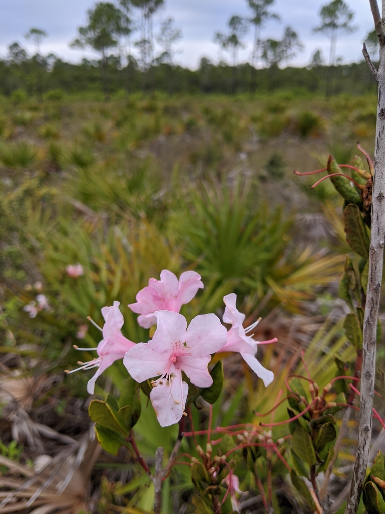 Rhododendron minus var. chapmanii