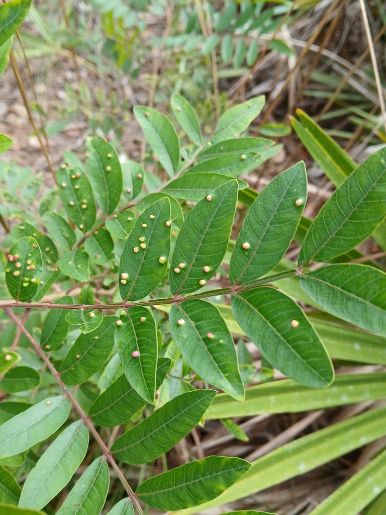 Rhus copallinum
