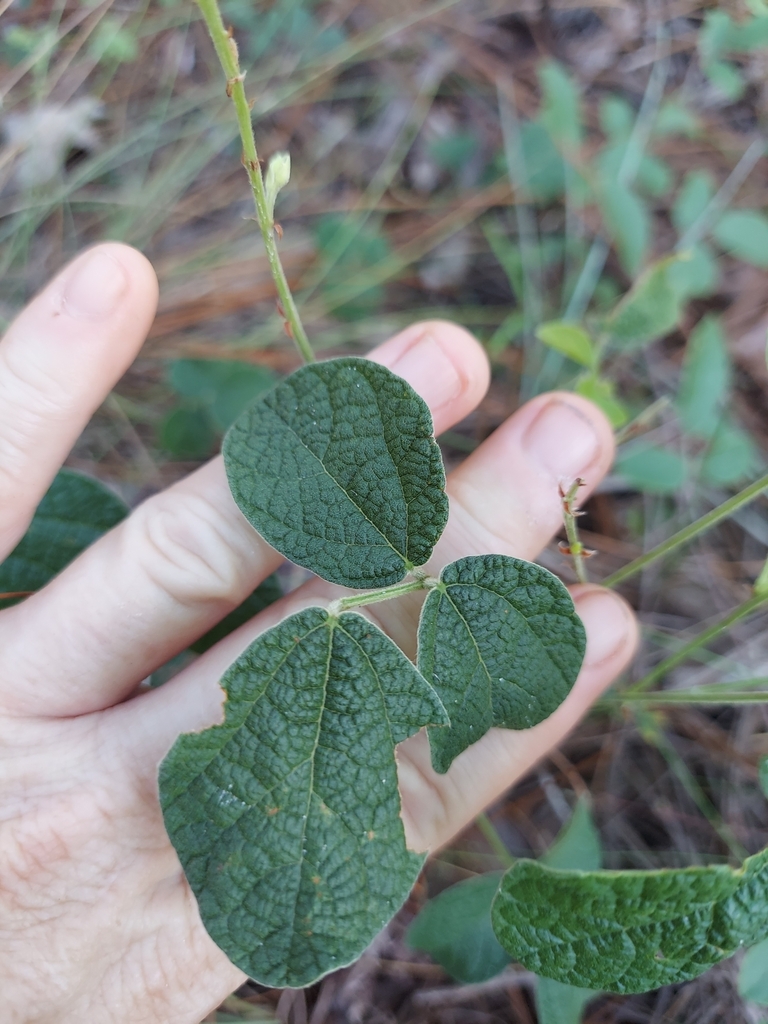 Rhynchosia cinerea