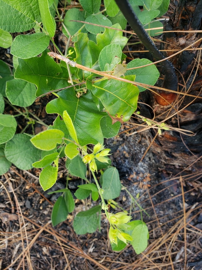 Rhynchosia difformis
