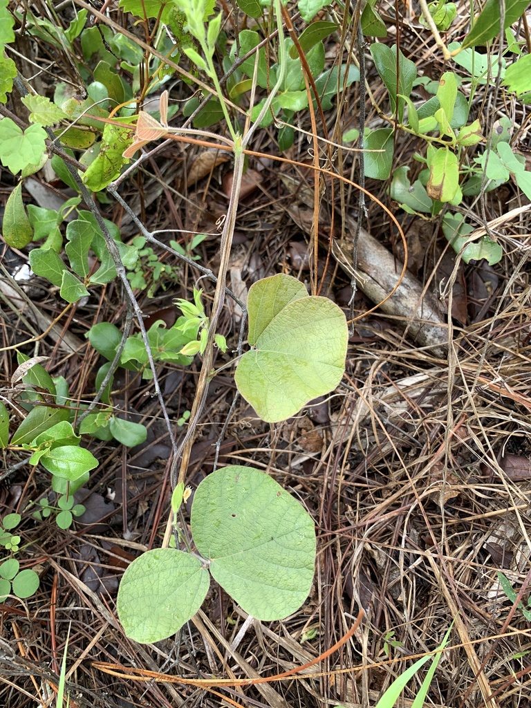 Rhynchosia michauxii