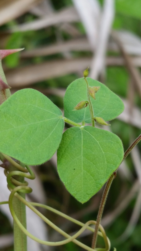 Rhynchosia minima