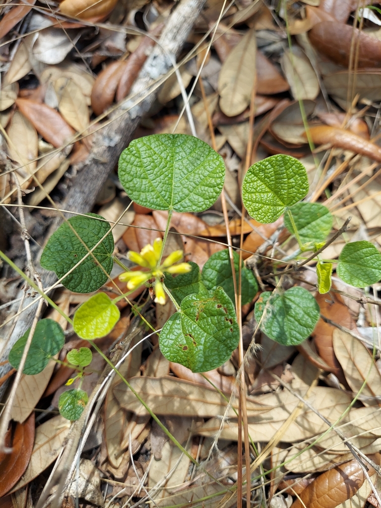 Rhynchosia reniformis