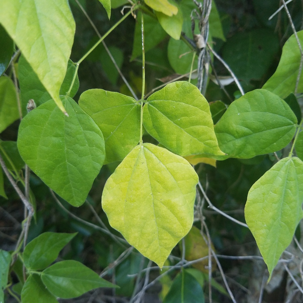 Rhynchosia swartzii