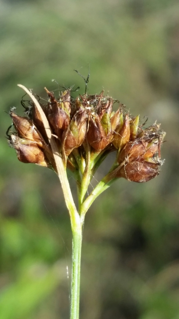 Rhynchospora baldwinii