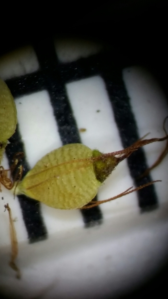 Rhynchospora caduca