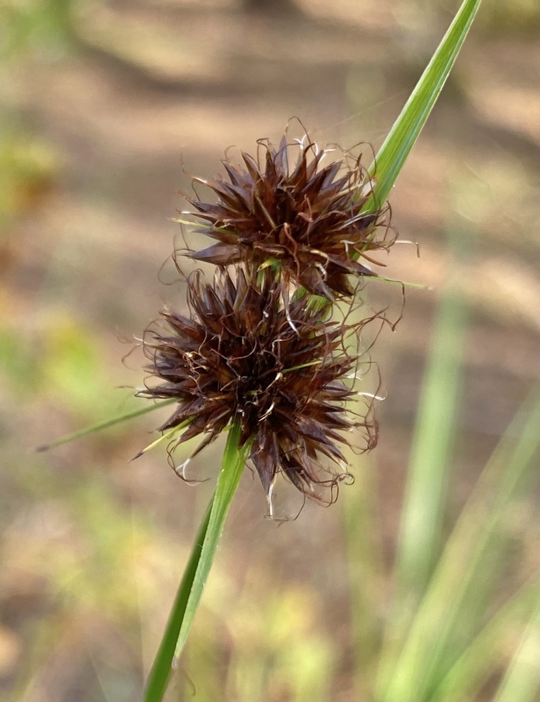 Rhynchospora cephalantha