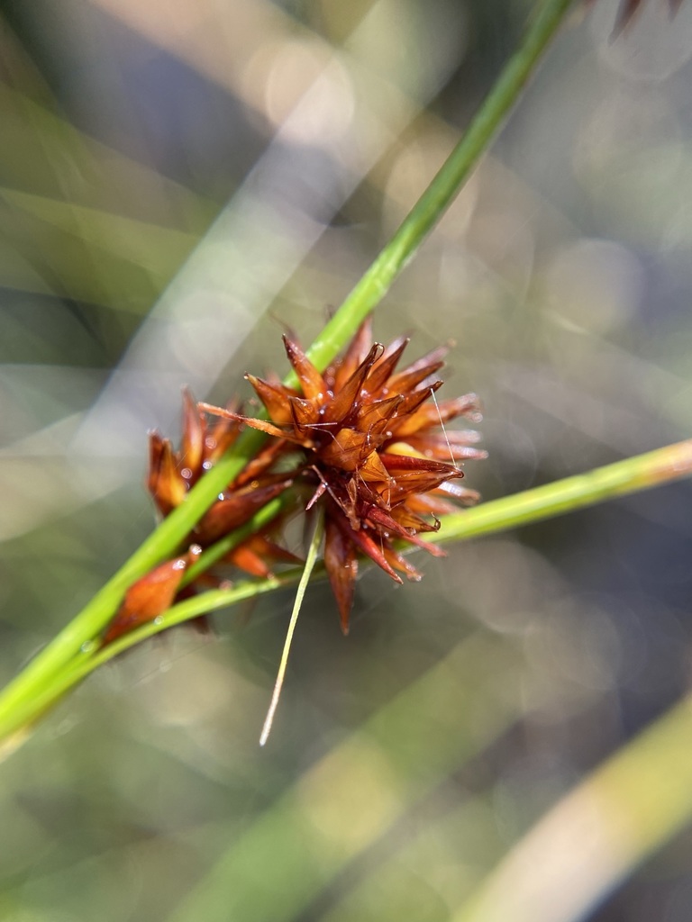Rhynchospora chalarocephala