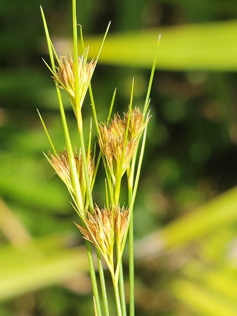 Rhynchospora chapmanii